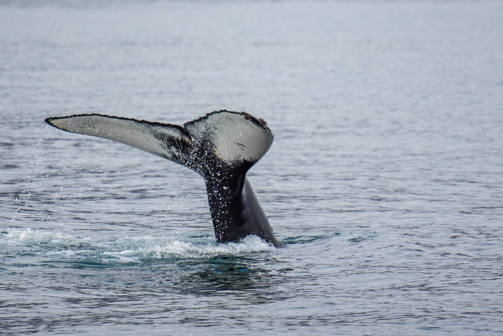 Baleine En Islande O Quand En Voir Meilleure Excursion