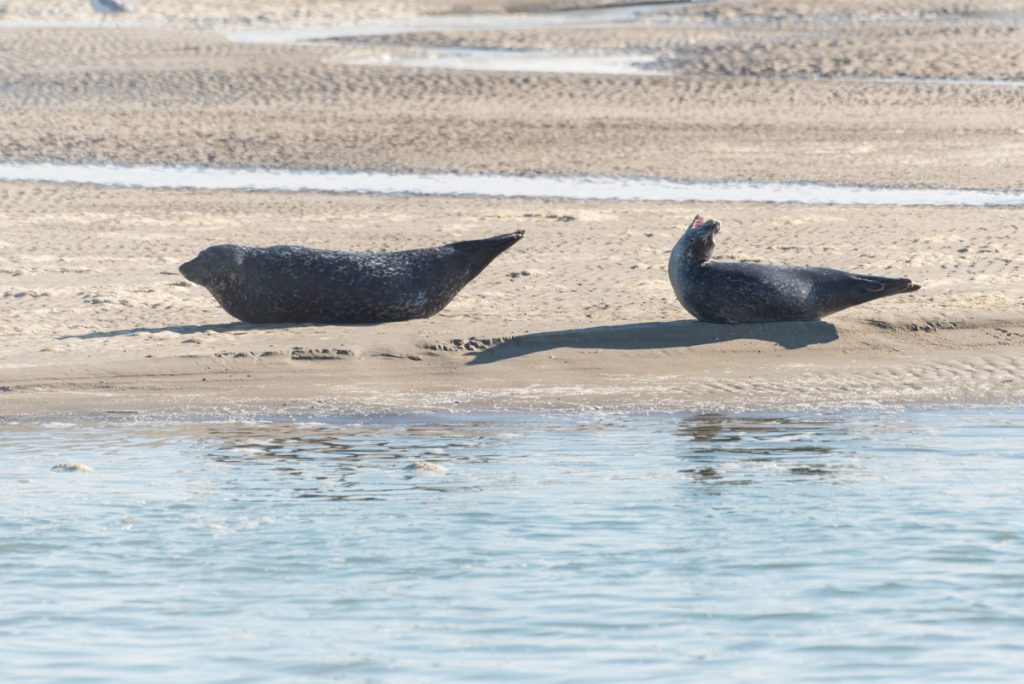 Que Faire En Baie De Somme Guide Pour Visiter La Baie En 3 Jours