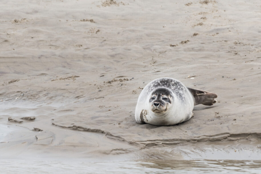 O Voir Les Phoques En Baie De Somme